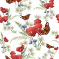 Red poppies, butterflies and field grass on a white background. Royalty Free Stock Photo